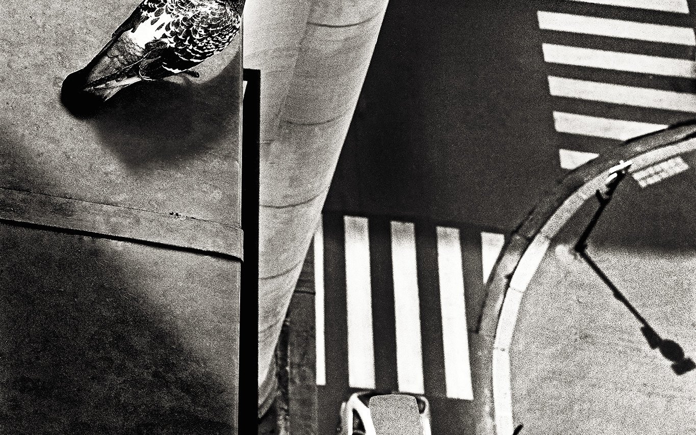 Black and white photograph of a pigeon on a building looking down at a road with a car and pedestrian zebra crossings.