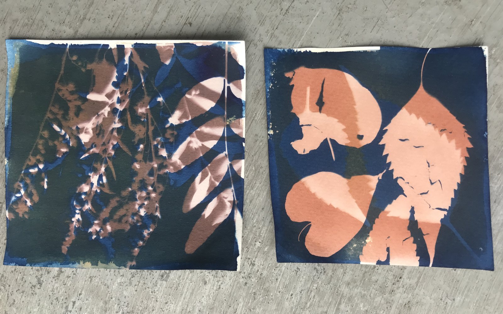 Two prints created using the curpotype technique showing leaves on different colour backgrounds