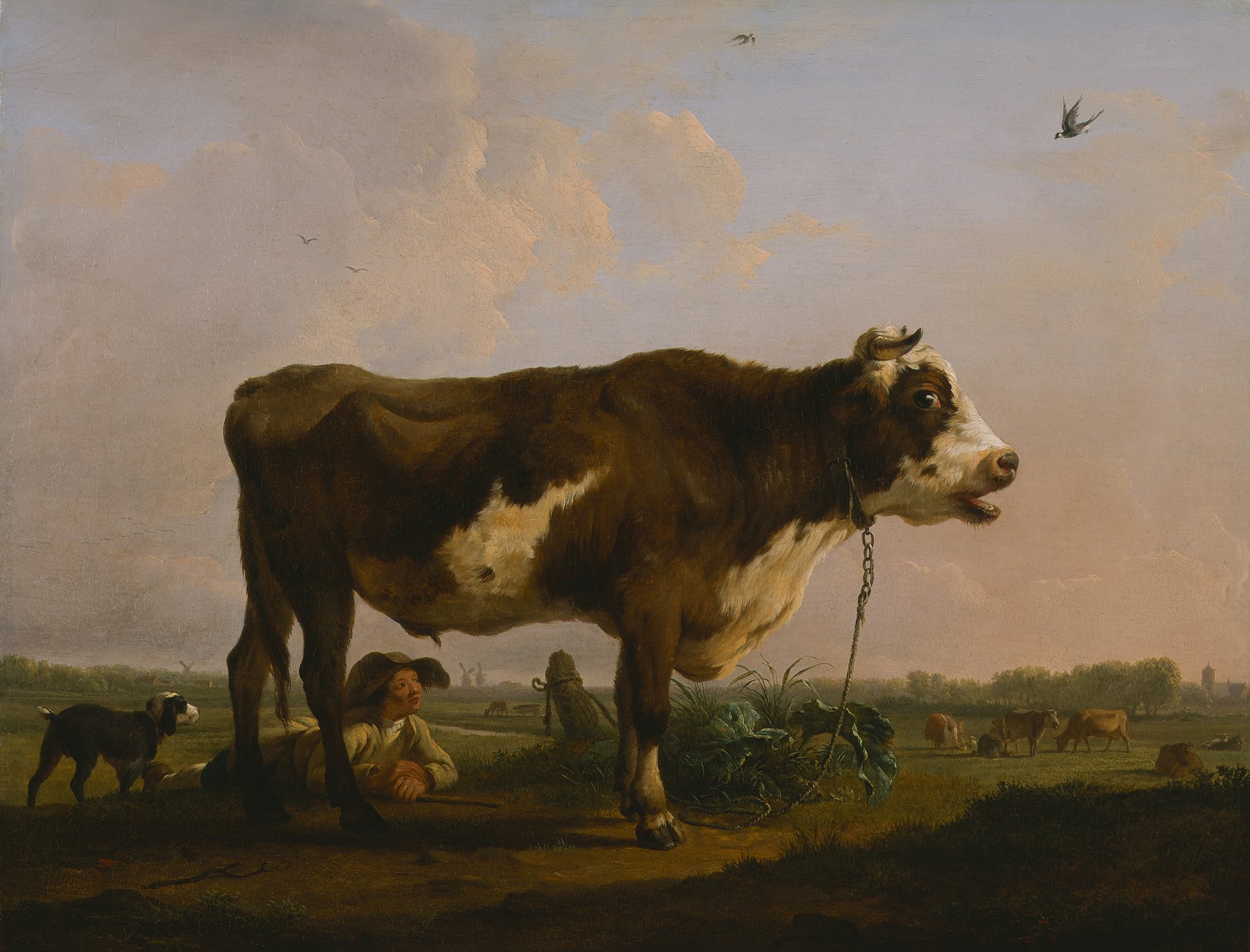 A large ox in brown and white with a man beneath in a rural landscape.
