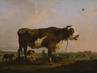A large ox in brown and white with a man beneath in a rural landscape.