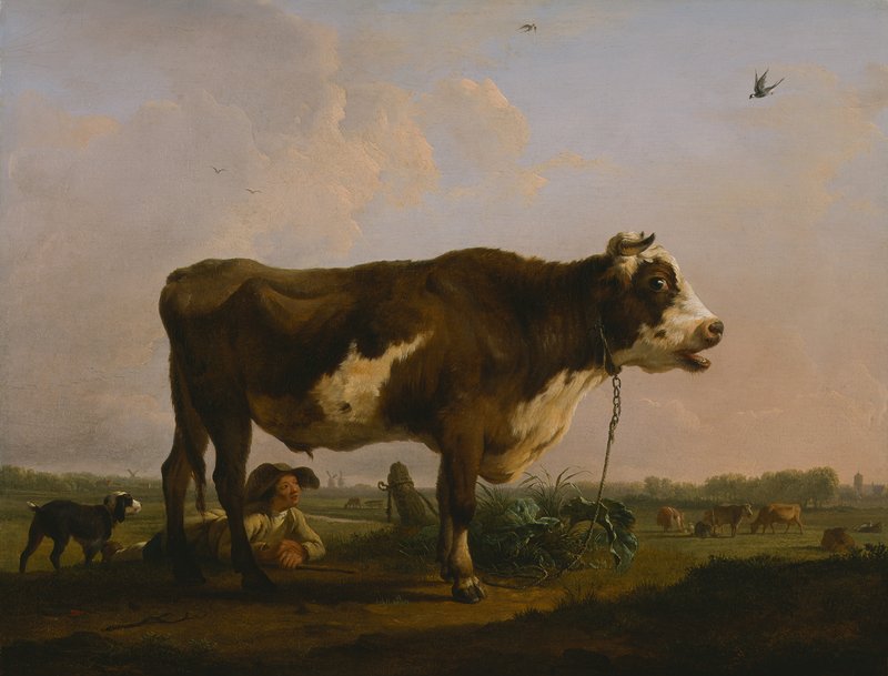 A large ox in brown and white with a man beneath in a rural landscape.