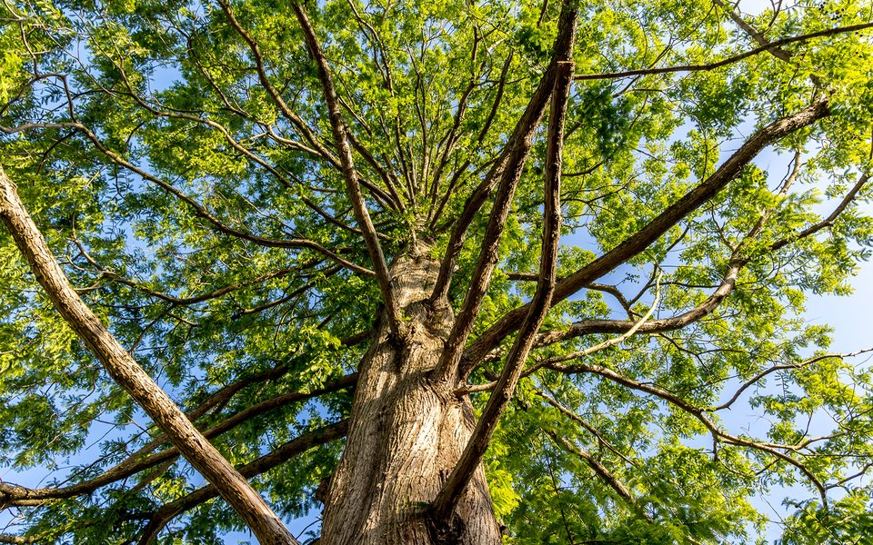 Tree, Graham Turner, 2023