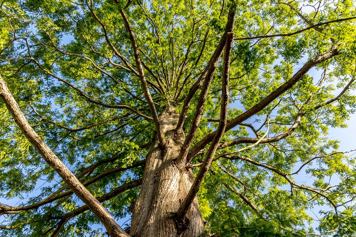 Tree, Graham Turner, 2023