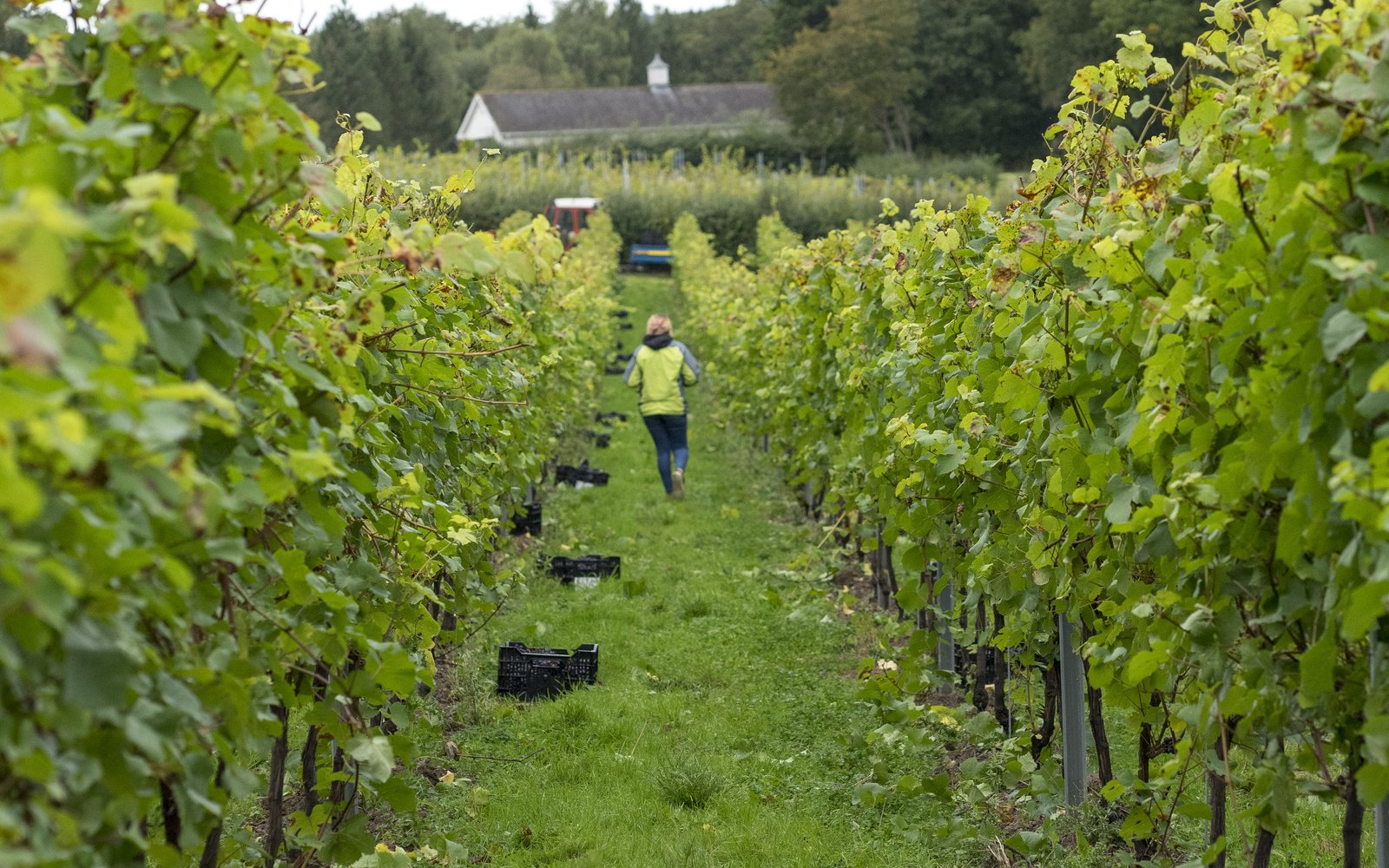 A row between two rows of vines in a vineyard