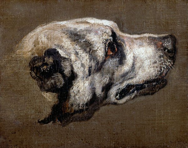 Head of a Hound