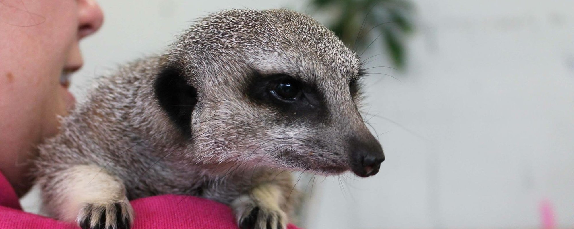 Meerkat on a shoulder