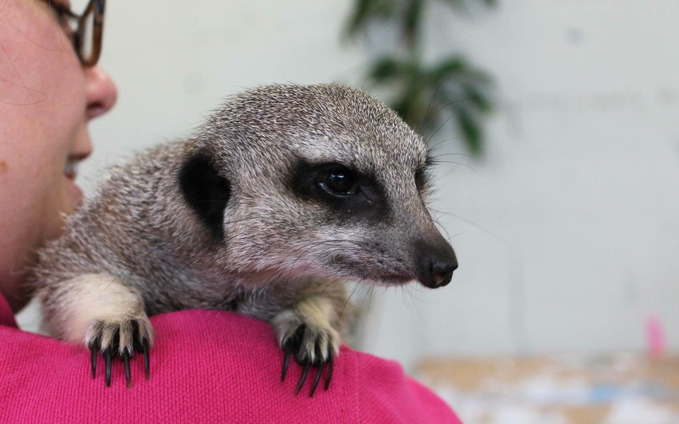 Meerkat on a shoulder