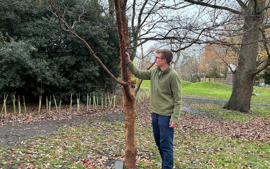 Man looking at a tree