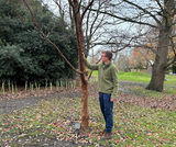 Man looking at a tree