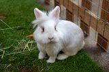 WLD-Farm-animals-3