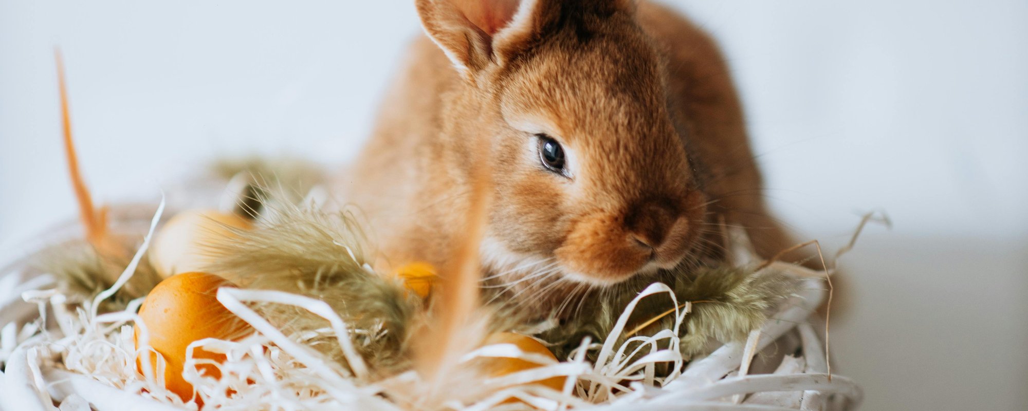 Wild Life Easter Masthead