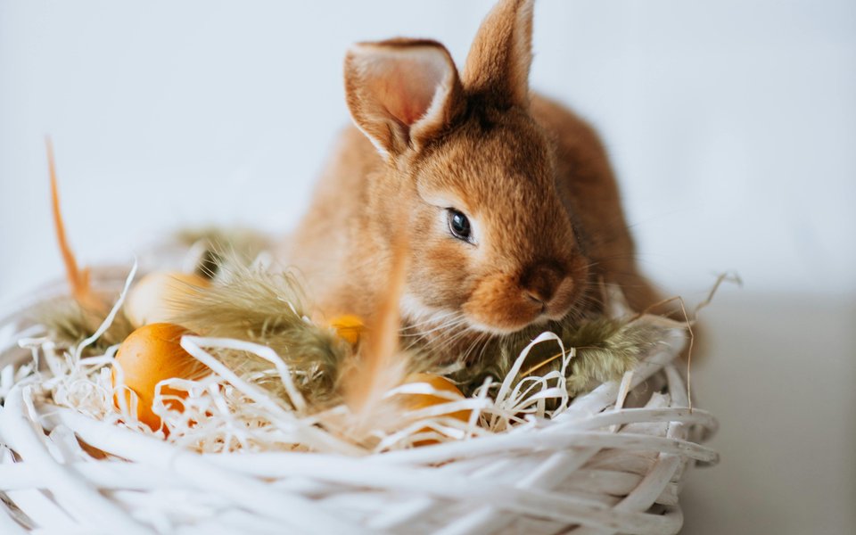 Wild Life Easter Masthead