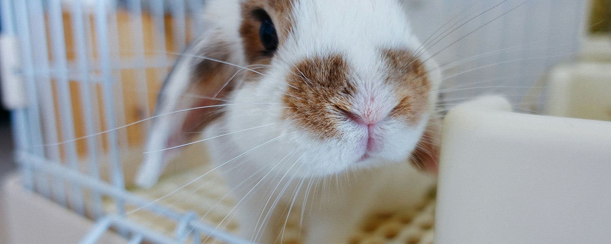 chan-chai-kee-0fcmNtBdEjo-unsplash