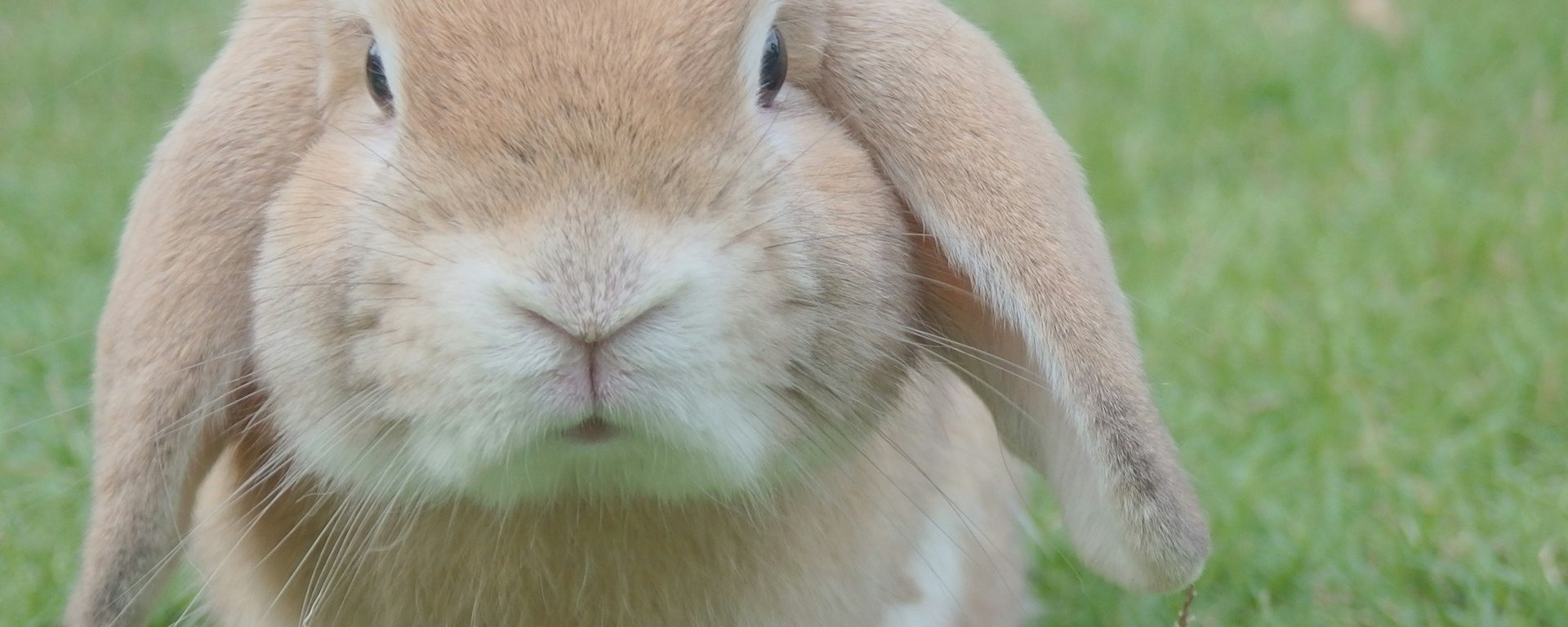 A gold coloured rabbit on a lawn