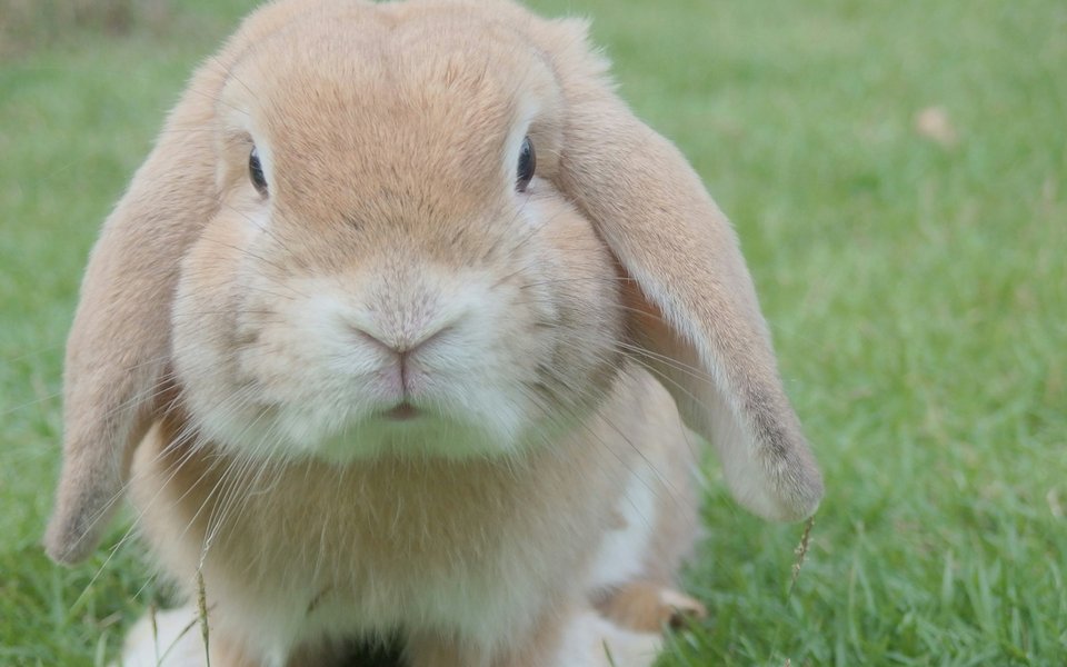 A gold coloured rabbit on a lawn